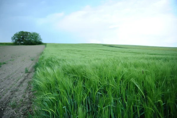 Campo verde di orzo — Foto Stock