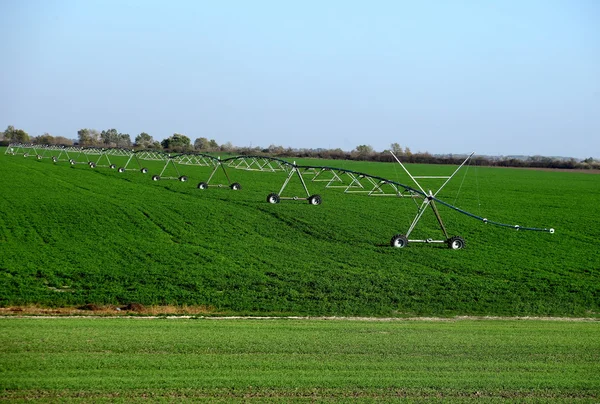 Arrosage par pivot d'irrigation sur champ de légumes — Photo