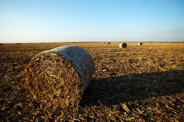 Balle de paille dans le champ — Photo