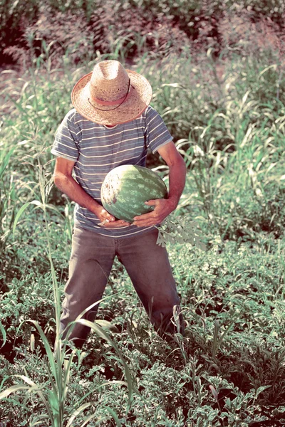 Homem colhendo melancia colheita — Fotografia de Stock