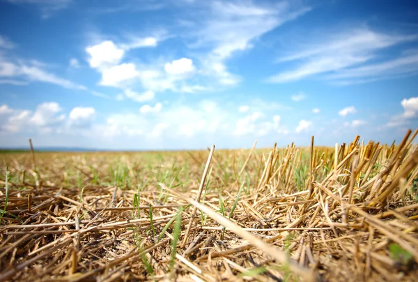 Mown field of wheat — Stock Photo, Image