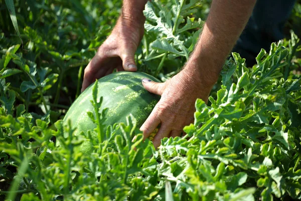 Man samla skörden vattenmelon — Stockfoto