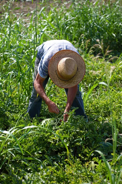 Homem colhendo melancia colheita — Fotografia de Stock