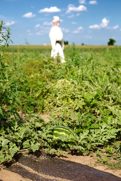 Épouvantail sur le champ avec pastèques — Photo