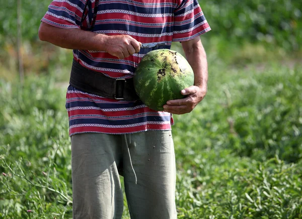 Чоловік збирає урожай кавуна — стокове фото