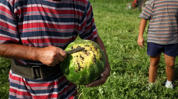 Man verzamelen oogst watermeloen — Stockfoto