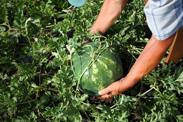 Man gathering harvest watermelon — Stock Photo, Image