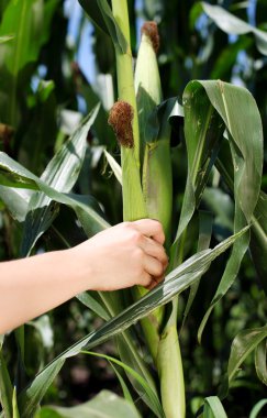Çiftçinin el Mısır bir kulak tutarak