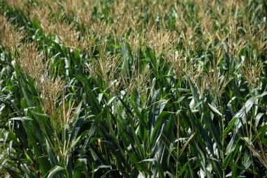 Yeşil mısır tarlası