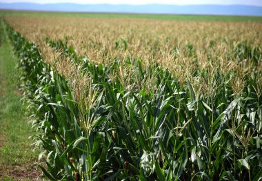 Green corn field clipart