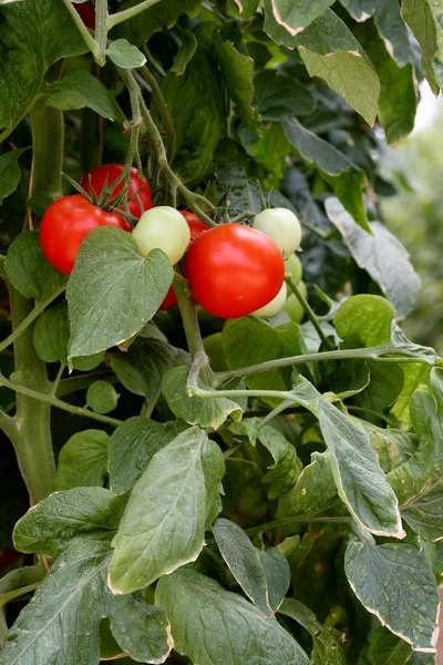 Tomates vermelhos frescos — Fotografia de Stock