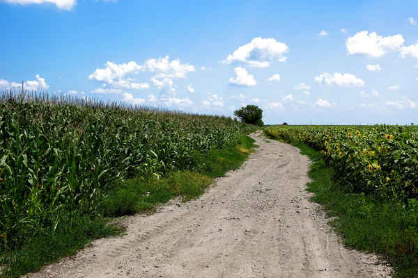 Кукурудзяне поле з дорогою — стокове фото