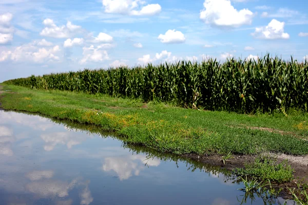 Campo di mais vicino lago — Foto Stock