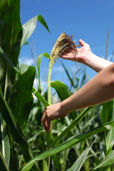 Mano recoger maíz en el campo de maíz — Foto de Stock