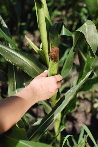 Mano dell'agricoltore che tiene una spiga di mais — Foto Stock