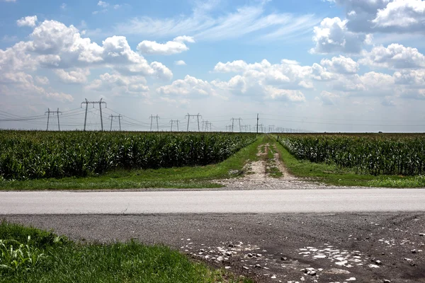 Campo de milho com estrada — Fotografia de Stock