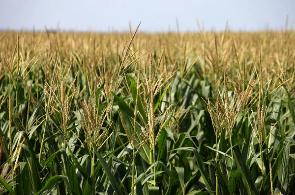 Green corn field — Stock Photo, Image