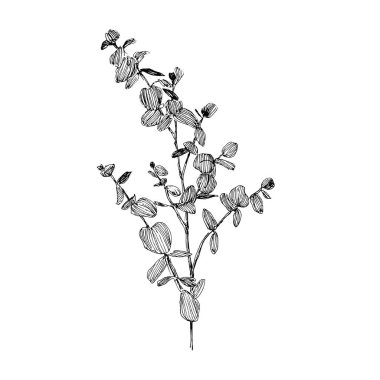 Beyaz arka planda tek renkli okaliptüs filizi. Okaliptüs çizimi bırakır. 