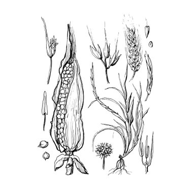 Beyaz arka planda tek renkli mısır seti. Mısırlı el çizimi.