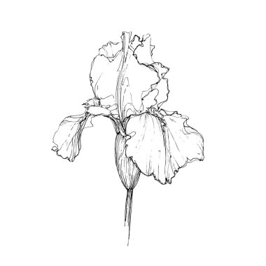 Beyaz arka planda tek renkli Iris skeci. Iris 'in eli çok az çizilmiş. İris Kineart