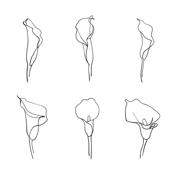 Monocromático Callas Definido Fundo Branco Callas Definido Mínimo Lineart Callas —  Vetores de Stock