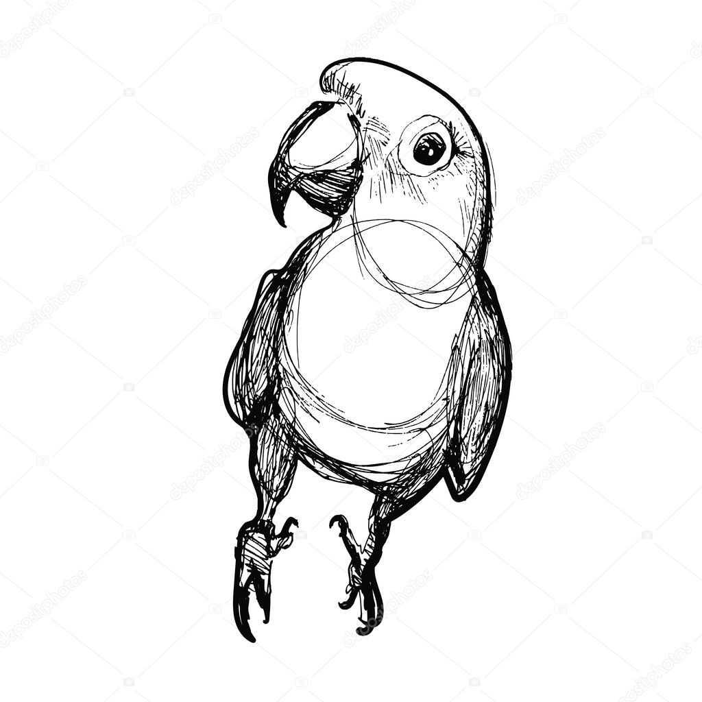 Black and white Parrot illustration isolated on white background. Parrot sketch
