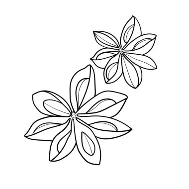  Beyaz arka planda yıldız anason çizimi, Asya baharat çizgisi sanatı, sıcak şarap için Aromatik baharat.