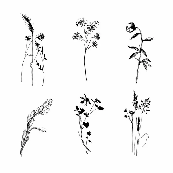 Ensemble Silhouettes Plantes Clipart Fleurs Sauvages Sur Blanc Clipart Botanique — Photo
