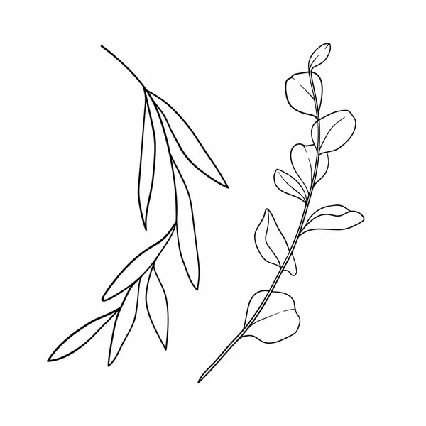 ユーカリの枝は最小限のスケッチ 黒と白のユーカリのセット 白にユーカリの小枝を輪郭 結婚式の招待状の小枝 — ストック写真