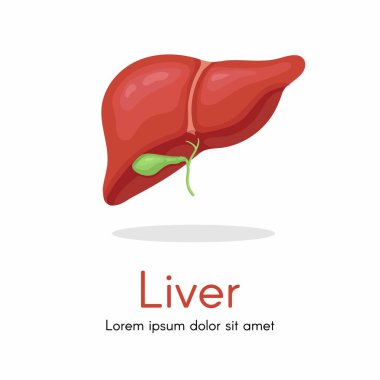 İnsan karaciğer anatomisi yapısı. Vektör hepatik sistem organı, sindirim safra kesesi organı. Tıbbi uyuşturucular, eczane ve eğitim tasarımı için insan karaciğeri.