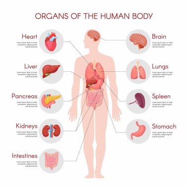 Beyaz arka planda izole edilmiş ve erkek vücuduna yerleştirilmiş iç organları olan insan anatomisi bilgi elementleri.