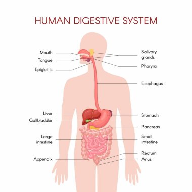 Anatomy of the human digestive organs with description of the corresponding functions internal organs. Anatomical vector illustration in flat style isolated over white background. clipart