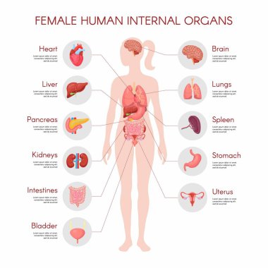 İnsan vücudu anatomisi, vektör kadın iç organ posteri. Tıbbi bilgi gösterimi. Karaciğer, mide, kalp, beyin, kadın üreme sistemi, mesane, böbrek, tiroit. İzole edilmiş beyaz arkaplan