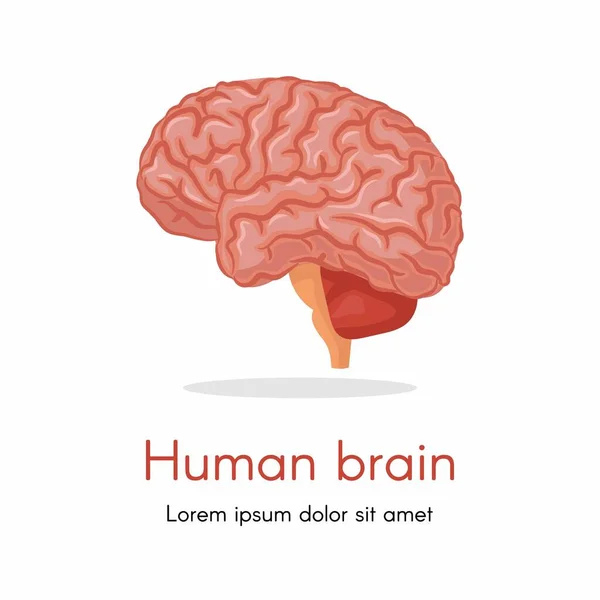 Орган Человеческого Тела Изолированная Часть Мозга Деталях Человека Уроки Биологии — стоковый вектор