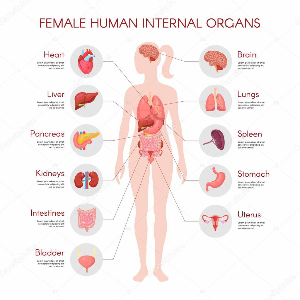 Anatomia Del Corpo Umano Poster Organi Interni Donna Vettoriale  Illustrazione - Vettoriale Stock di ©v_antuganova 475680598