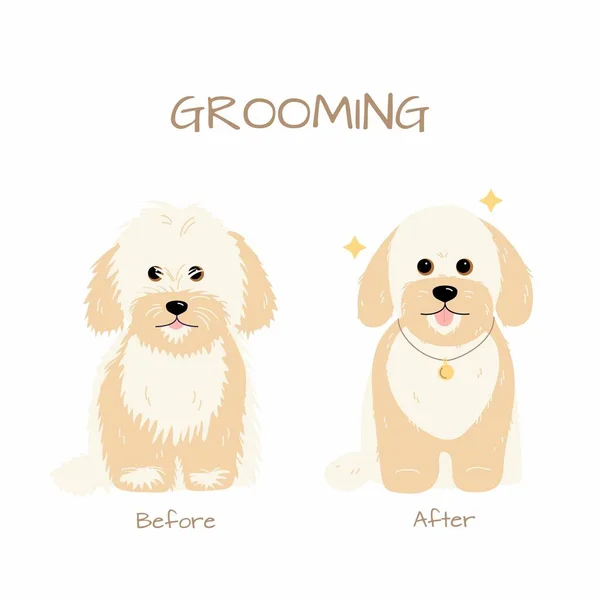 Grooming Szalon Máltai Miniatűr Uszkár Kutya Vágás Előtt Után Vektor — Stock Vector