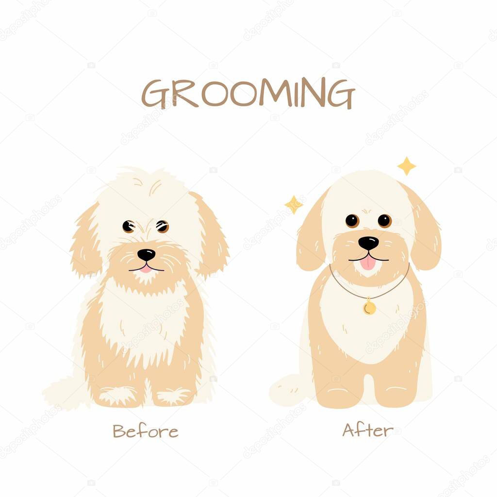 Grooming salon. Maltese miniature Poodle dog trimming before and after. Vector flat illustration isolated on white background