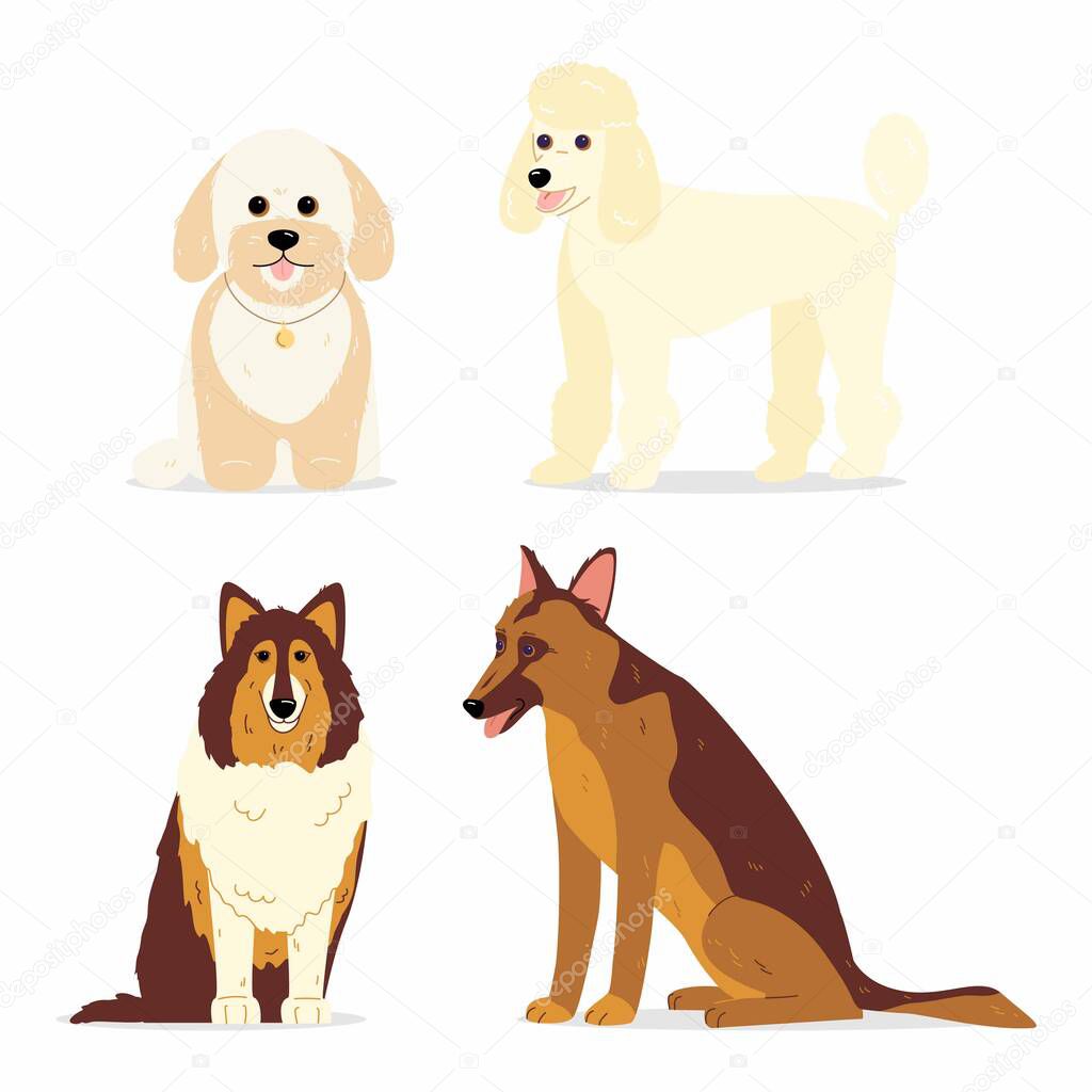 Dogs collection. Vector illustration of various breeds of dogs, such as mini poodle, collie, german shepherd dog and maltipoo. Isolated on white.