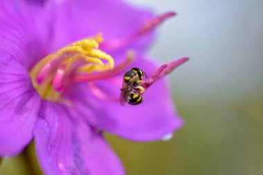Mor çiçeklerdeki arılar çiçek açıyor.