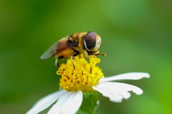 Hoverfly Collecte Pollen Sur Fleur — Photo