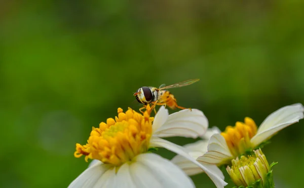 Schwebfliege Sammelt Blütenstaub — Stockfoto