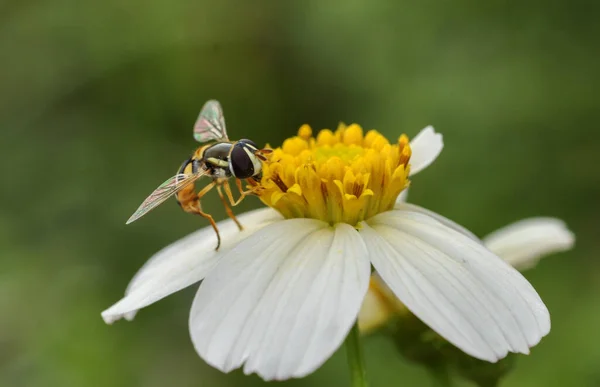 Hoverfly Collecte Pollen Sur Fleur — Photo