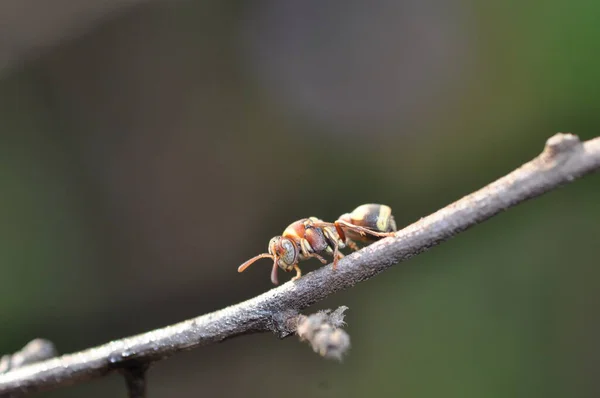 Yellow Wasp Branch — Stock Photo, Image