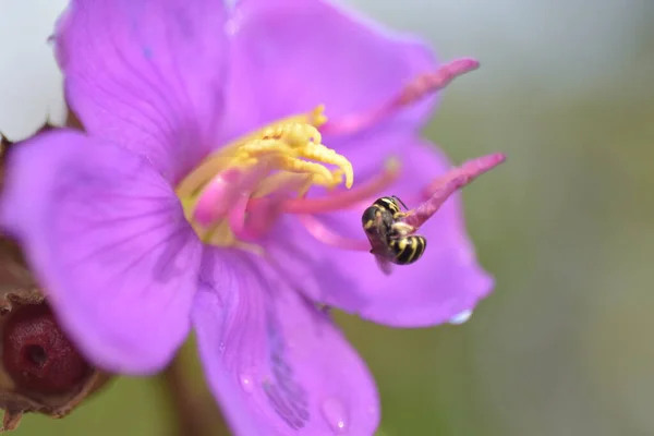Пчела Фиолетовых Цветах Цвету — стоковое фото