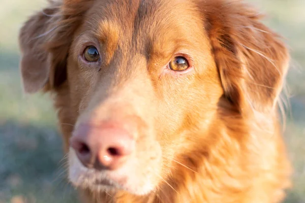 Portrait Cute Dog Looking Camera Breed Novascotia Ducktolling Retriever — Stock Photo, Image