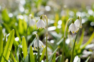 İlkbaharda tatlı kar damlaları