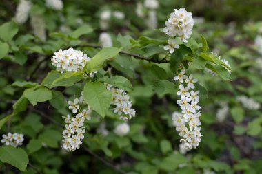 İlkbaharda çiçek açan kuş kiraz ağacı. Prunus padus.