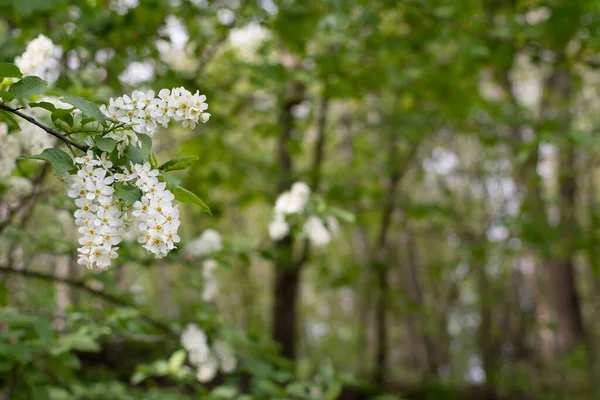 Bird Cherry Tree Blossoming Spring Prunus Padus — Stock Photo, Image