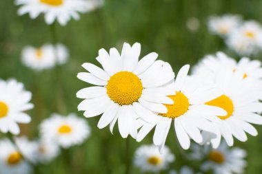 Yazın çayırda papatyalar