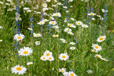 Yazın çayırda papatyalar